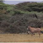 Beisa-Antilope