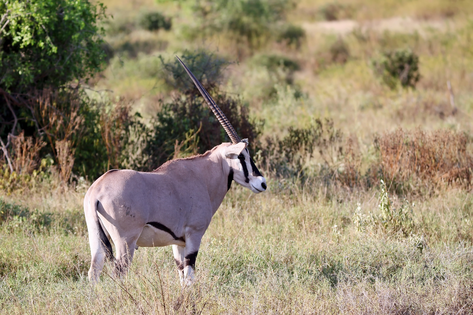 Beisa-Oryx