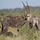 Beisa Oryx 