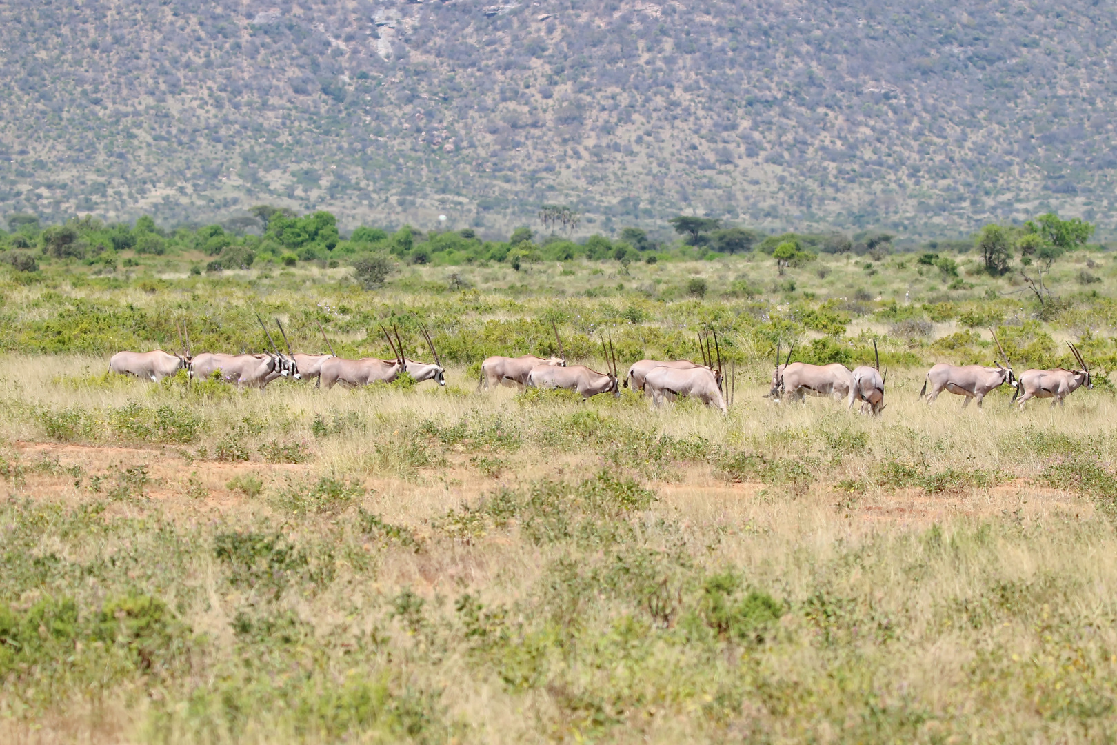 Beisa-Oryx Herde