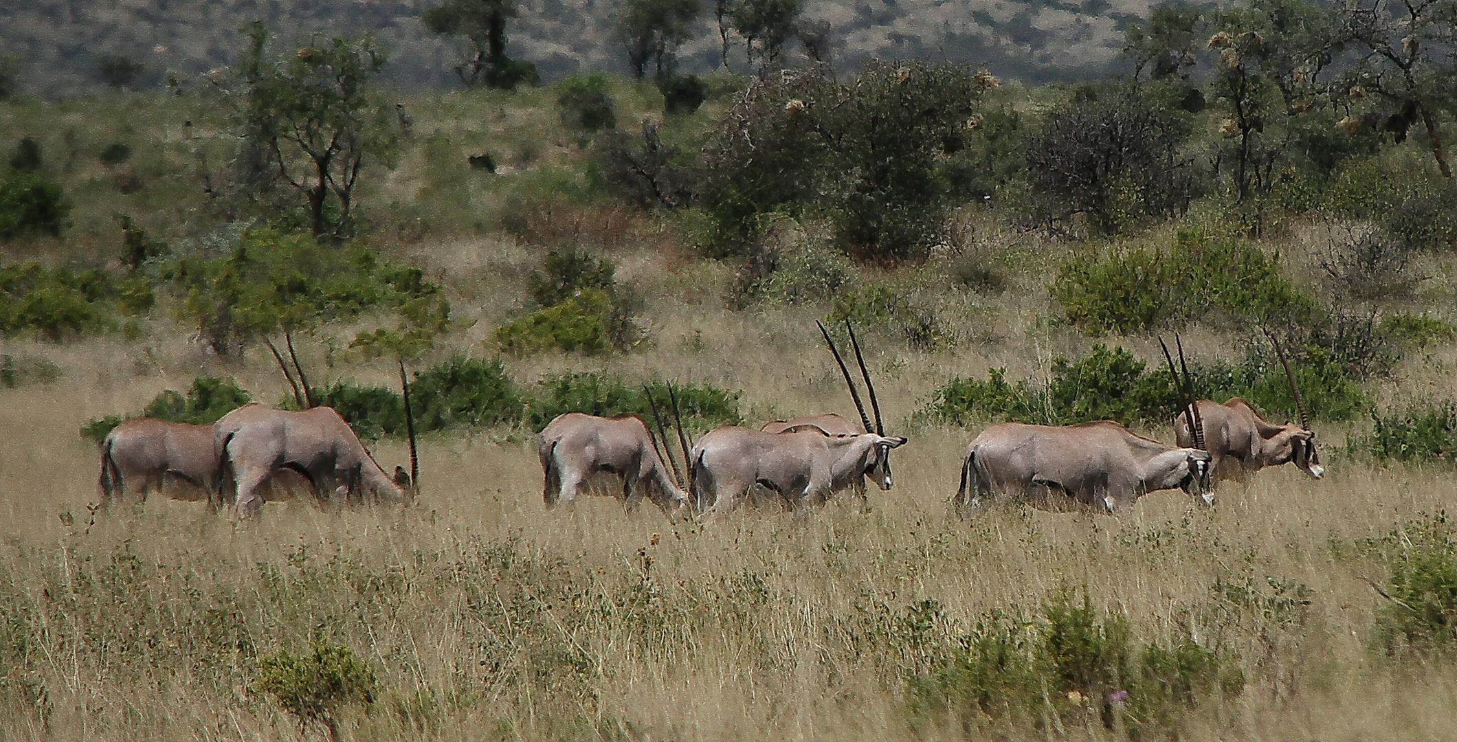 Beisa-Oryx - Herde