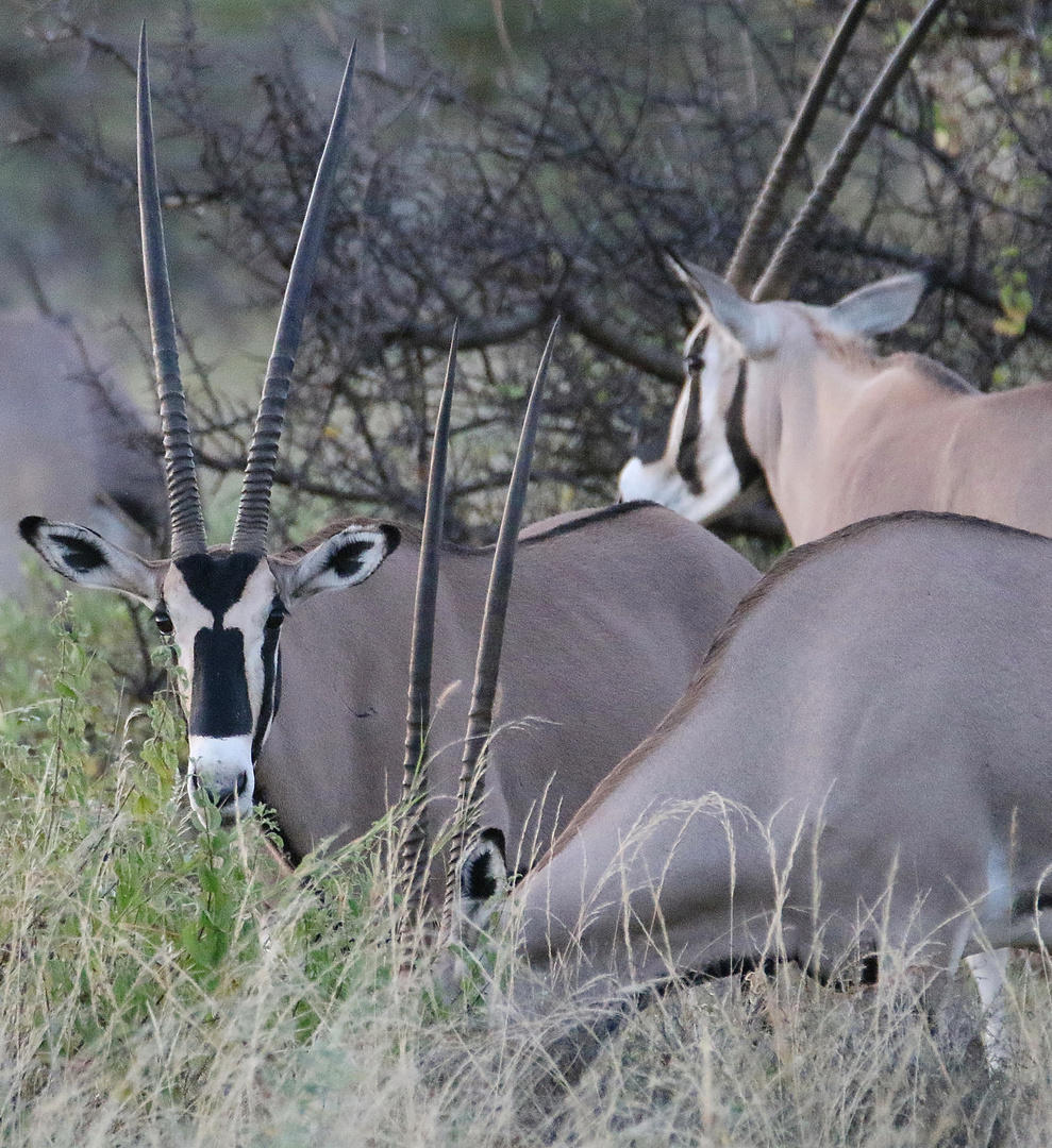 Beisa-Oryx - Männchen