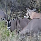 Beisa-Oryx - Männchen