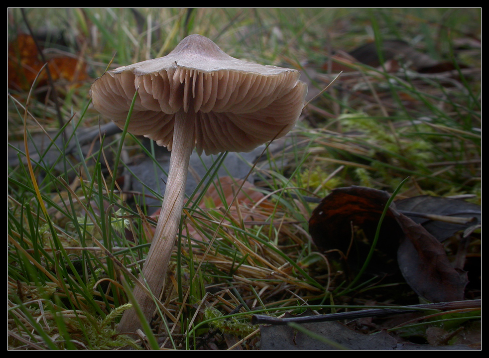 Beispiel einer Rötlings-Bestimmung: Entoloma conferendum