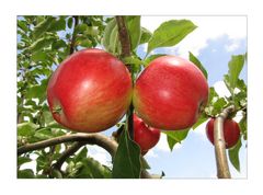 Beiß nicht gleich in jeden Apfel...