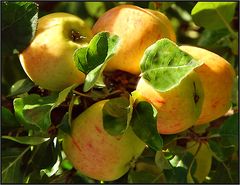 Beiss nicht gleich in jeden Apfel....