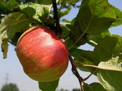 Beiß nicht gleich in jeden Apfel...