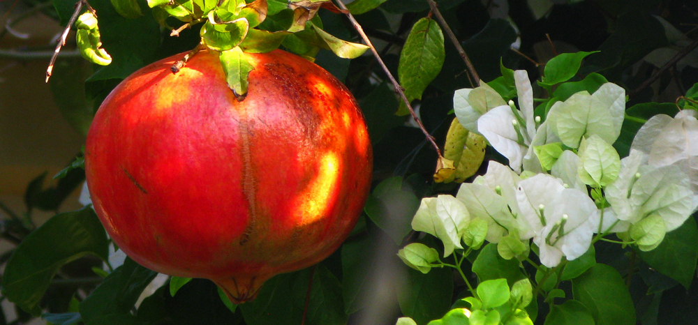 beiß nicht gleich in jeden Apfel