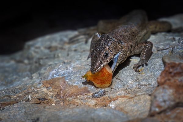 Beiß nicht gleich in jeden Apfel ...
