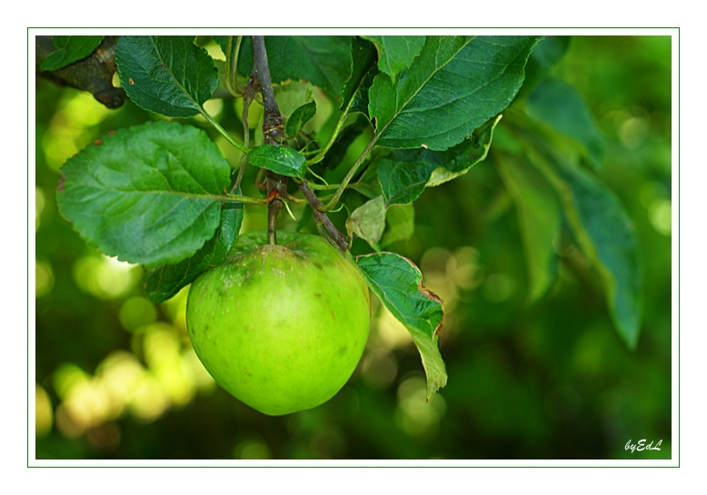 Beiss nicht gleich in jeden Apfel...