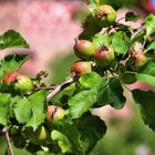 beiß nicht gleich in jeden Apfel,er könnte sauer sein