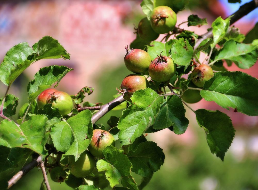 beiß nicht gleich in jeden Apfel,er könnte sauer sein