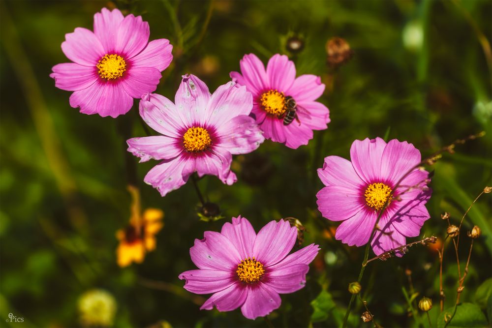 "Beissen Männers, beissen!" - Blume150