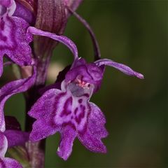 Beitblättriges Knabenkraut (Dactylorhiza majalis)