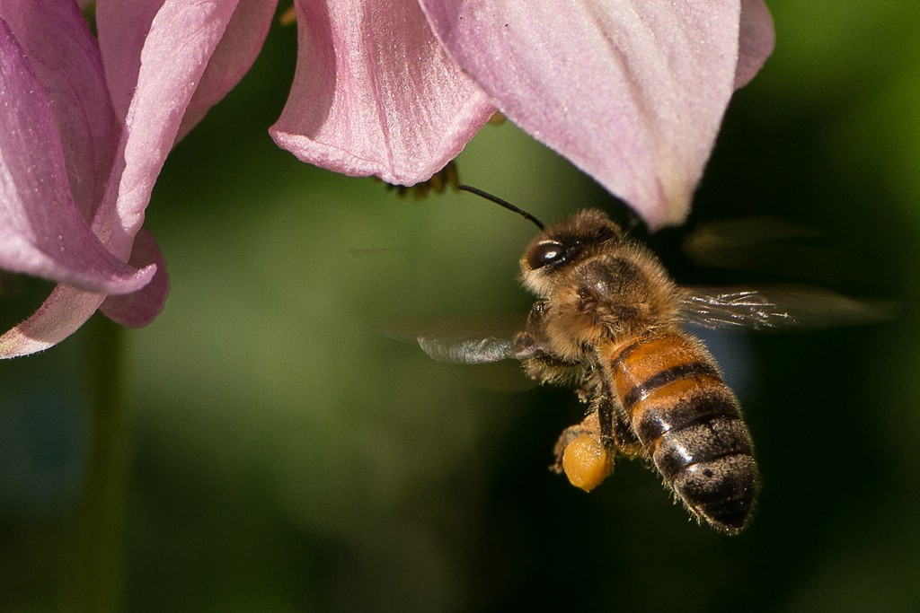 Beitrag zum Bienensozialprodukt