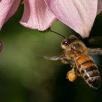 Beitrag zum Bienensozialprodukt