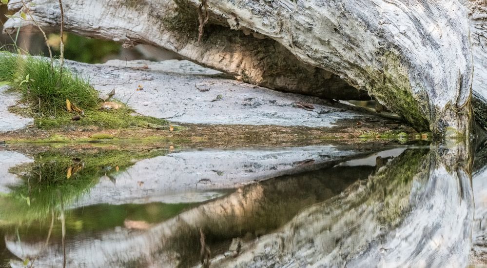 Beitrag zum Spiegeltag