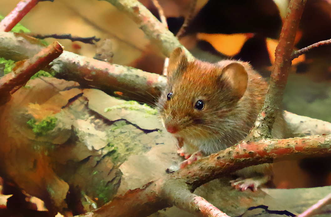 Beitrag zum Thementag - Maus im Wald