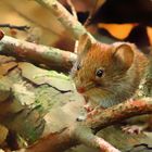 Beitrag zum Thementag - Maus im Wald