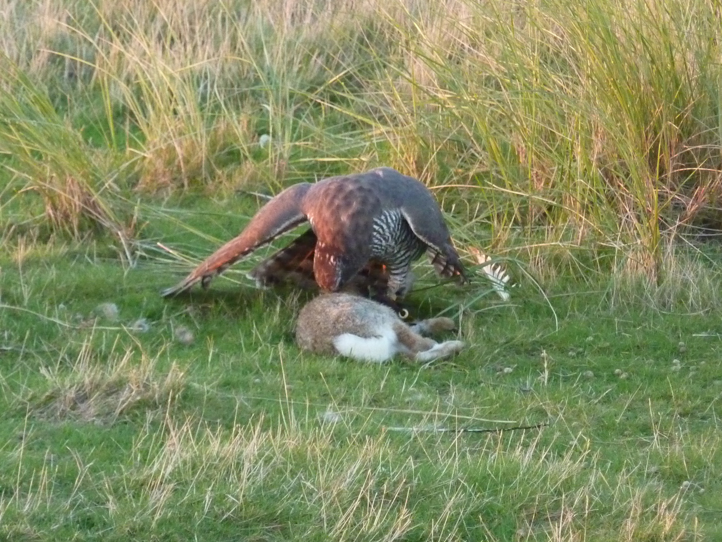 Beizhabicht mit Kanin in den Dünen