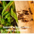 Bekämpfung der Kirschessigfliegen – Gefahr für die Honigbienen !!!