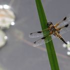 Bekanntschaft aus dem Spreewald