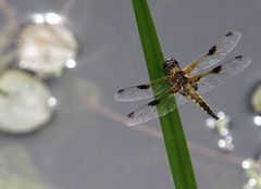 Bekanntschaft aus dem Spreewald