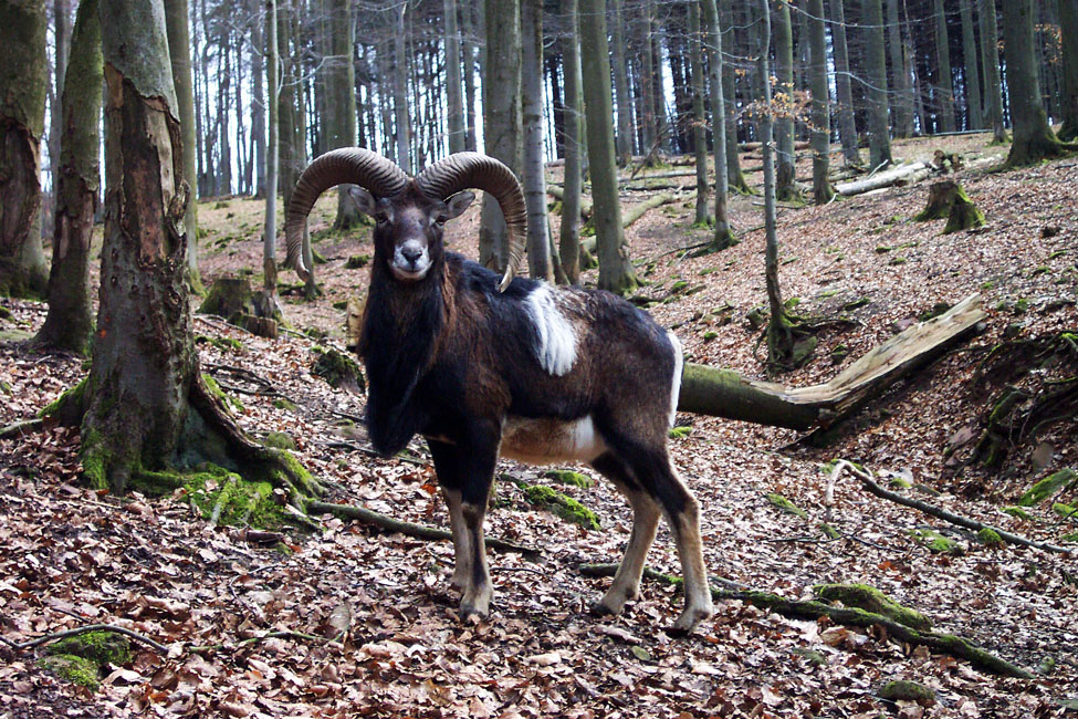 Bekanntschaft aus den Bergen