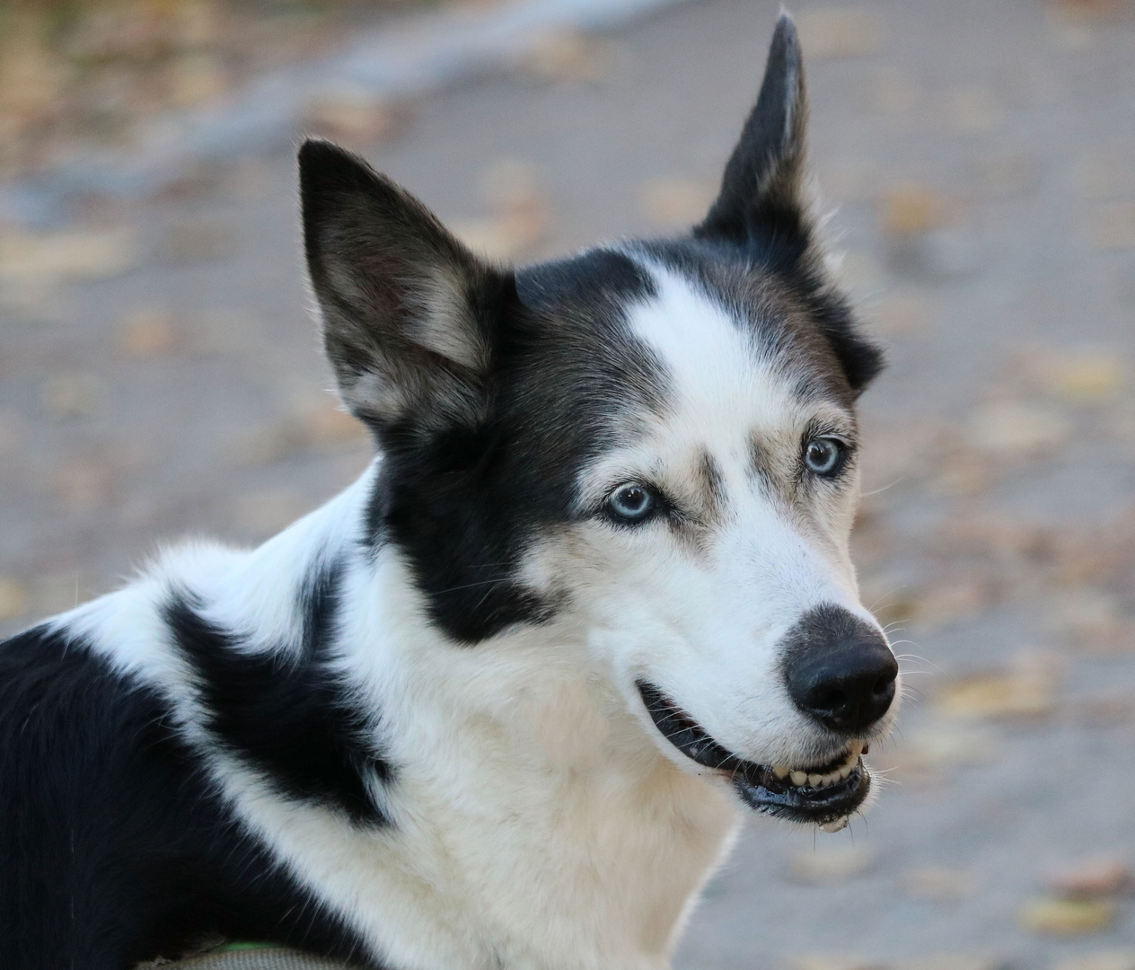 Bekanntschaft mit einem Husky