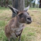 Bekanntschaft mit einem neugierigen Känguru