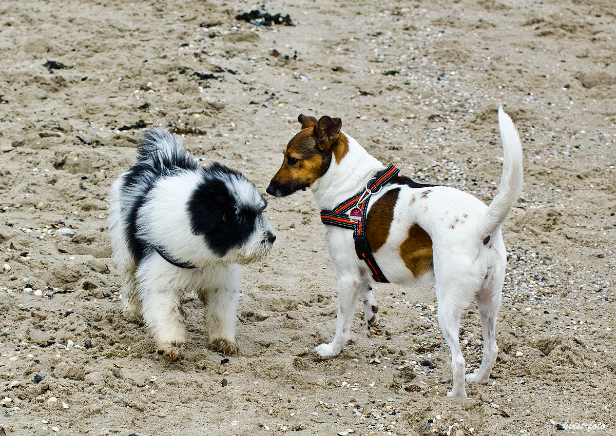 bekanntschaften mit hund