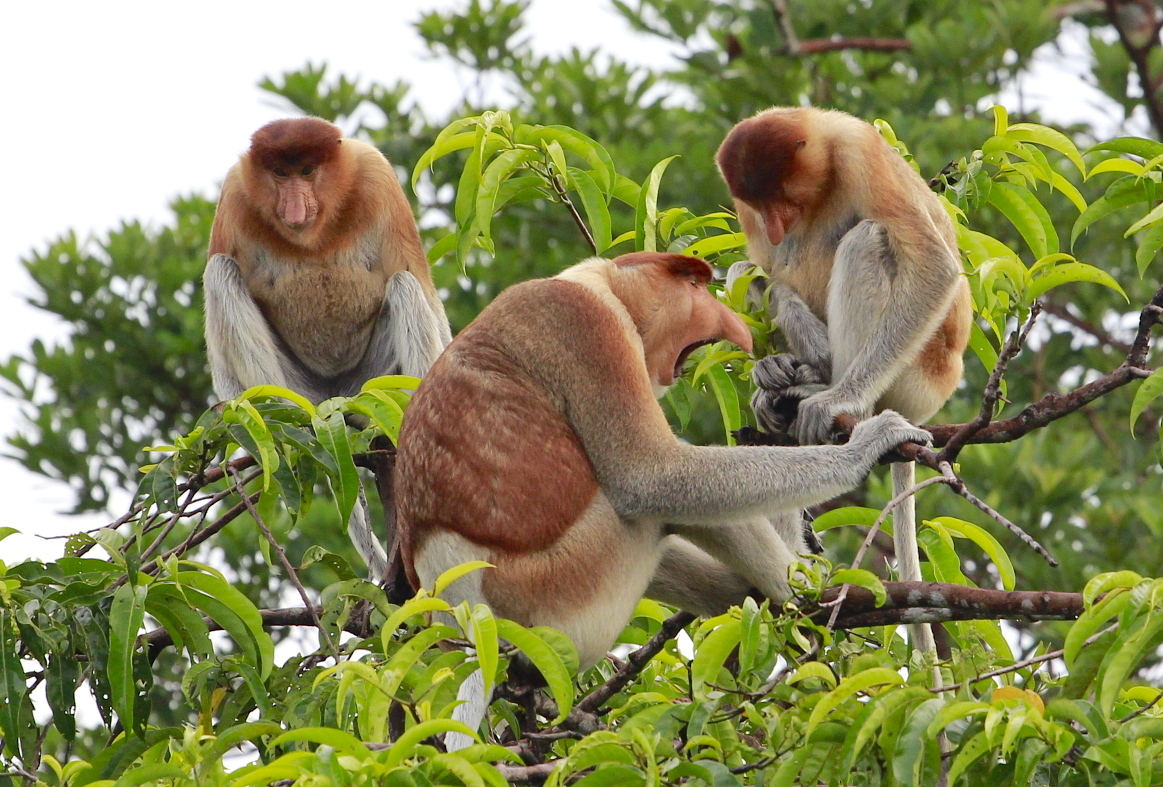 Bekantan - Nasenaffe - Zentral Kalimantan