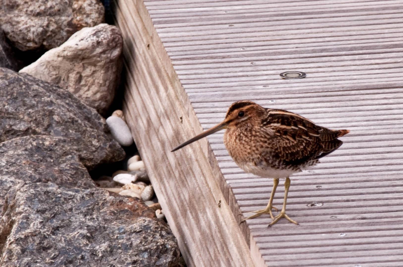 Bekasine zu Besuch auf meiner Terasse