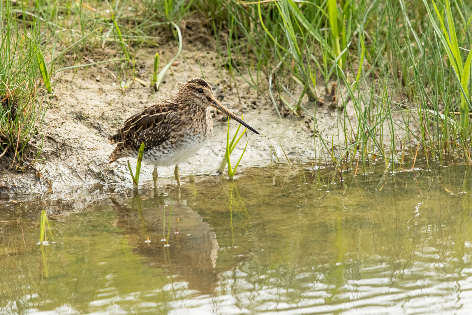 BEKASSINE (Gallinago gallinago)