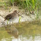 BEKASSINE (Gallinago gallinago)