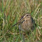 Bekassine  -  Gallinago gallinago