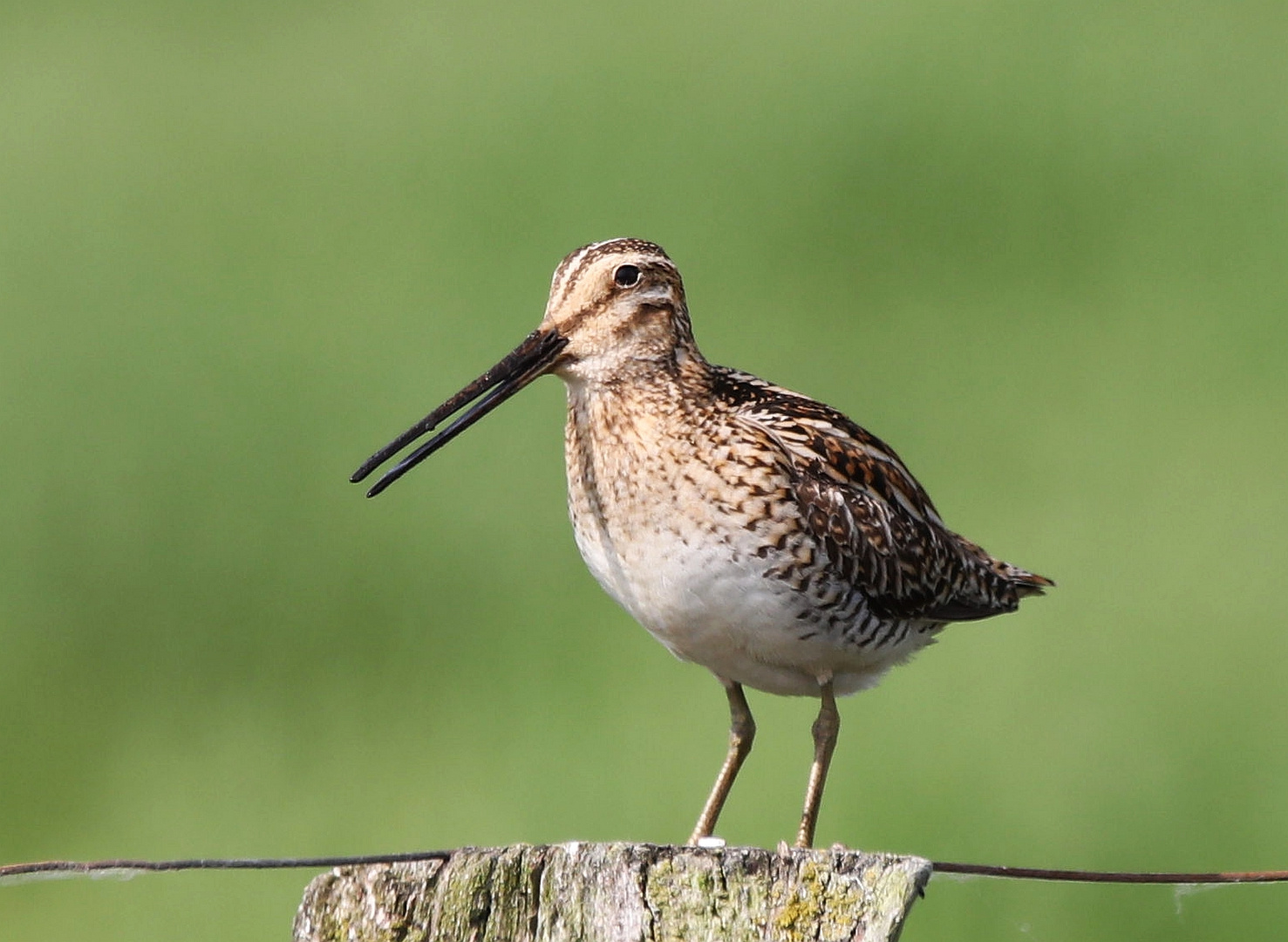 Bekassine (Gallinago gallinago)