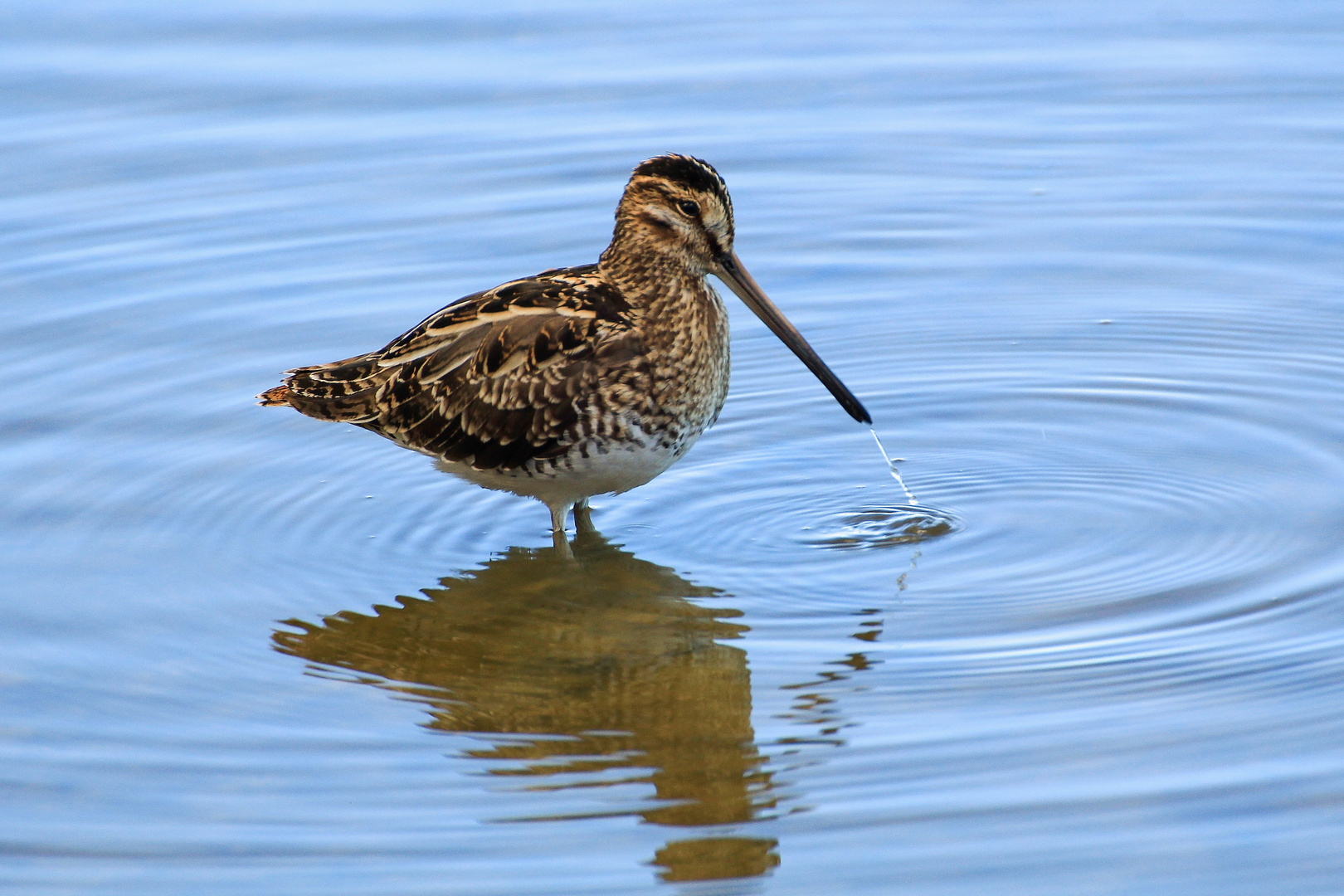 Bekassine (Gallinago gallinago)