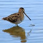 Bekassine (Gallinago gallinago)