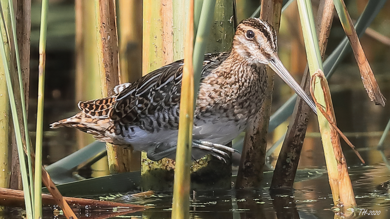 Bekassine (Gallinago gallinago)