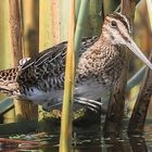 Bekassine (Gallinago gallinago)