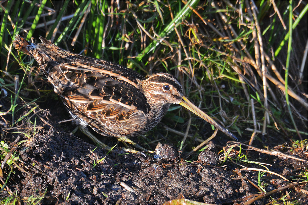 Bekassine - Gallinago gallinago