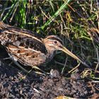 Bekassine - Gallinago gallinago