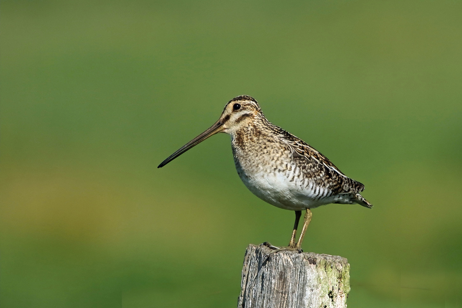 Bekassine (Gallinago gallinago) 