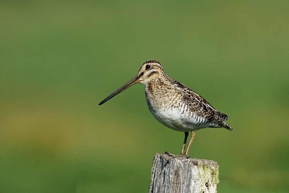 Bekassine (Gallinago gallinago) 