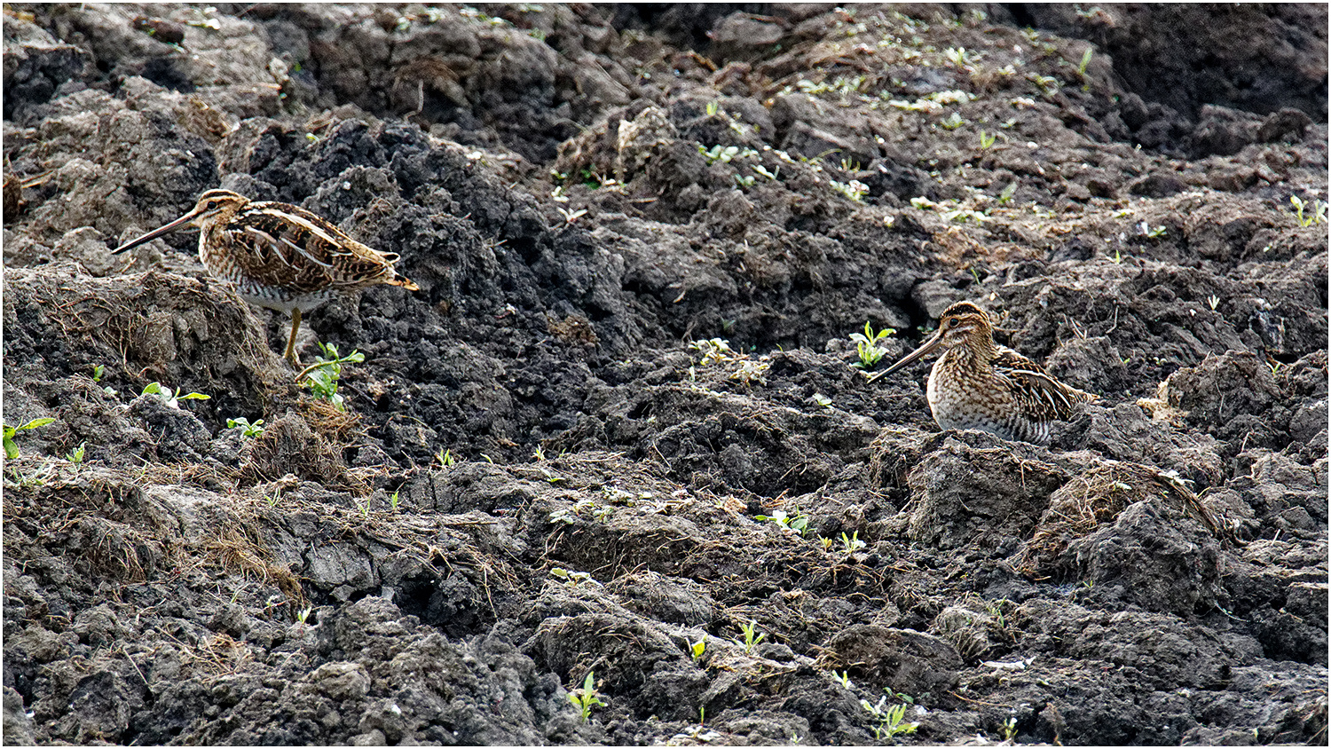 Bekassine ( Gallinago gallinago)