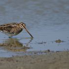 Bekassine (Gallinago gallinago)...