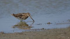 Bekassine (Gallinago gallinago)...