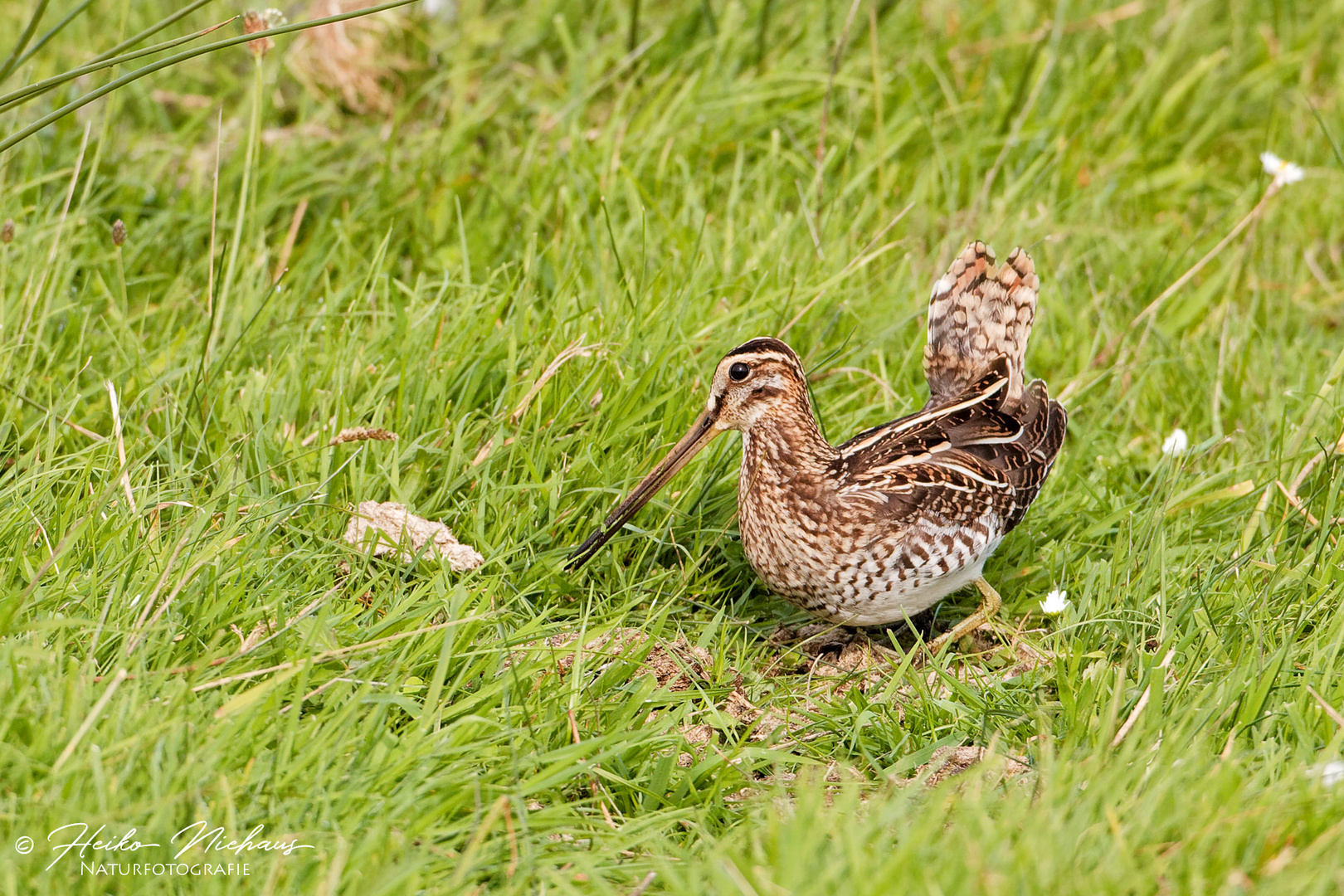 Bekassine (Gallinago gallinago)