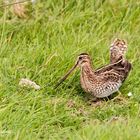 Bekassine (Gallinago gallinago)